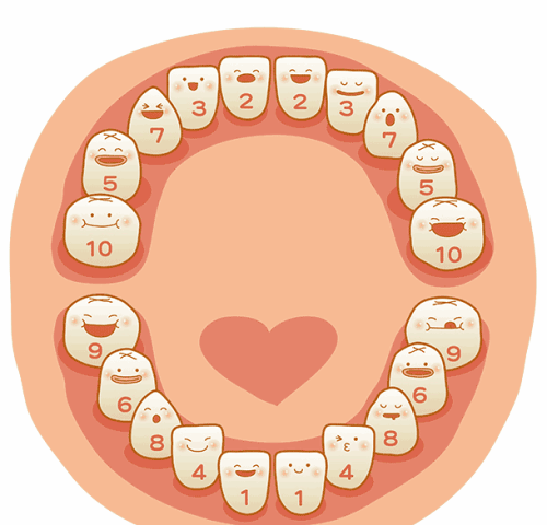 儿童乳牙萌出规律早知道