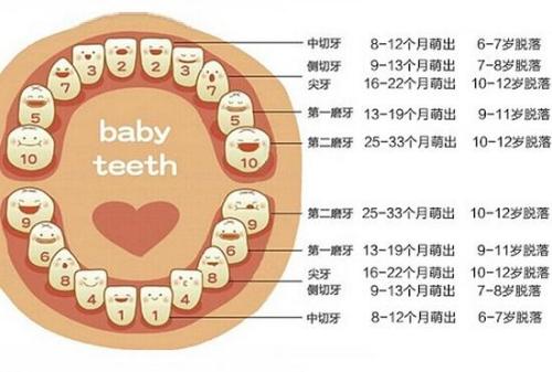 儿童替牙期常见问题解析